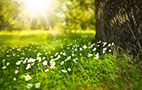 Is hay fever pollen you down?