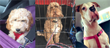 Travelling with your pet does not have to be a heated experience, says IAM RoadSmart Travelling with your pet does not have to be a heated experience, says IAM RoadSmart